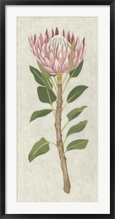 Framed Non-Embellished Protea II Print