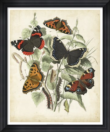 Framed Non-Embellished Butterfly Haven I Print