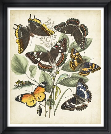 Framed Non-Embellished Butterfly Haven II Print