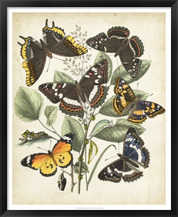 Framed Non-Embellished Butterfly Haven II Print