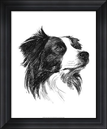 Framed Canine Study I Print