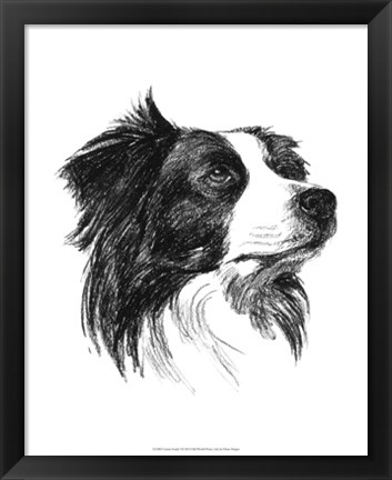 Framed Canine Study I Print