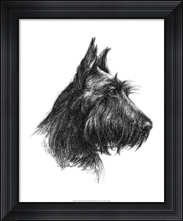 Framed Canine Study II Print