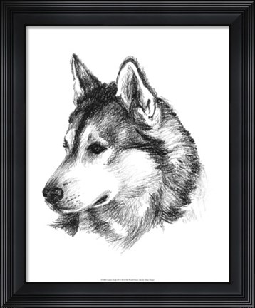 Framed Canine Study III Print