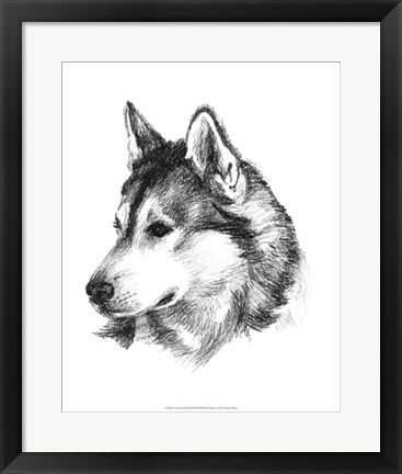 Framed Canine Study III Print