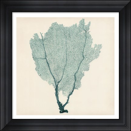 Framed Sea Fan I Print