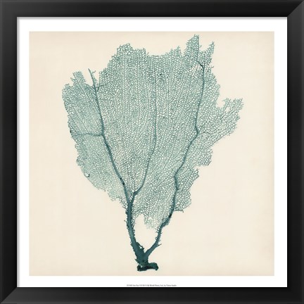 Framed Sea Fan I Print