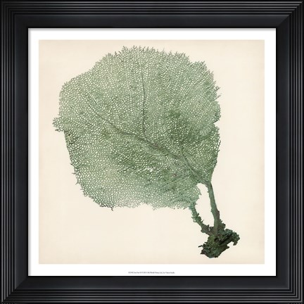 Framed Sea Fan II Print