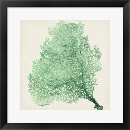 Framed Sea Fan VII Print