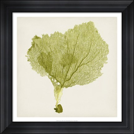 Framed Sea Fan VIII Print