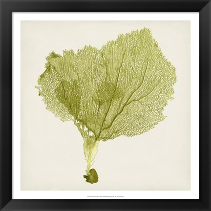 Framed Sea Fan VIII Print