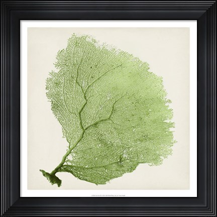 Framed Sea Fan IX Print
