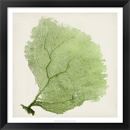 Framed Sea Fan IX Print