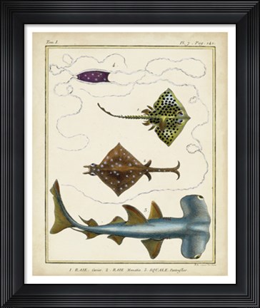 Framed Antique Rays &amp; Fish I Print