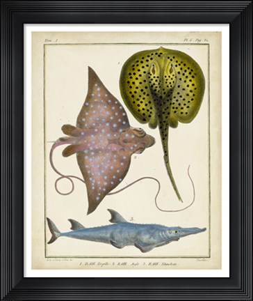Framed Antique Rays &amp; Fish II Print