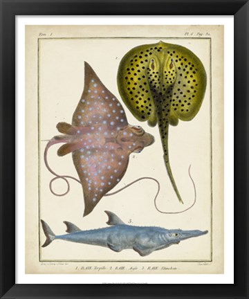 Framed Antique Rays &amp; Fish II Print