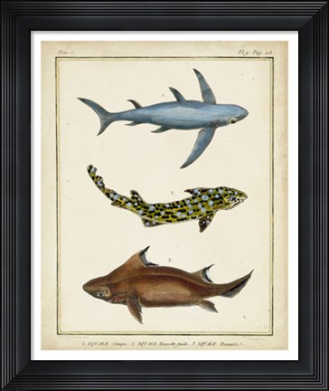 Framed Antique Rays &amp; Fish III Print