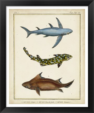 Framed Antique Rays &amp; Fish III Print