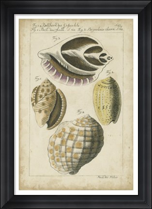 Framed Vintage Shell Study I Print