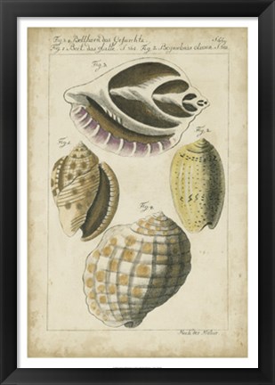 Framed Vintage Shell Study I Print