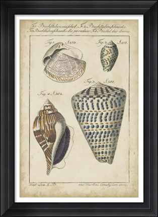 Framed Vintage Shell Study II Print