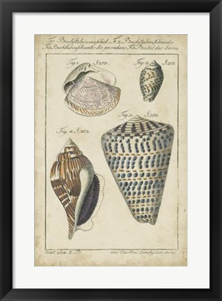 Framed Vintage Shell Study II Print