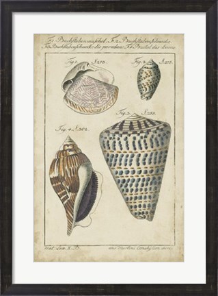 Framed Vintage Shell Study II Print