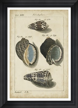 Framed Vintage Shell Study III Print