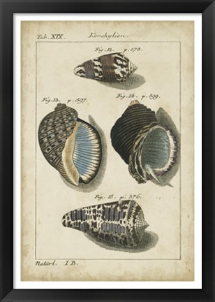 Framed Vintage Shell Study III Print