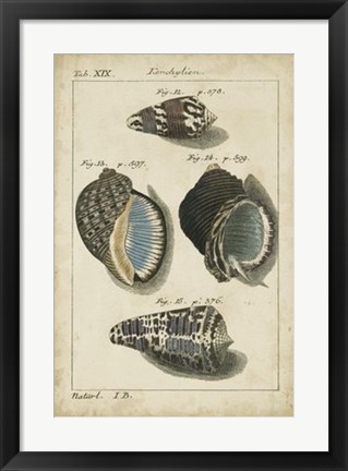 Framed Vintage Shell Study III Print