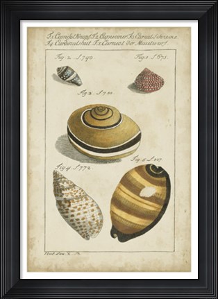 Framed Vintage Shell Study IV Print