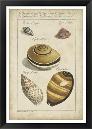 Framed Vintage Shell Study IV Print