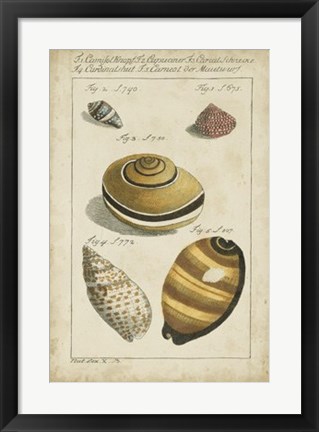 Framed Vintage Shell Study IV Print