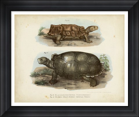 Framed Antique Turtle Pair I Print
