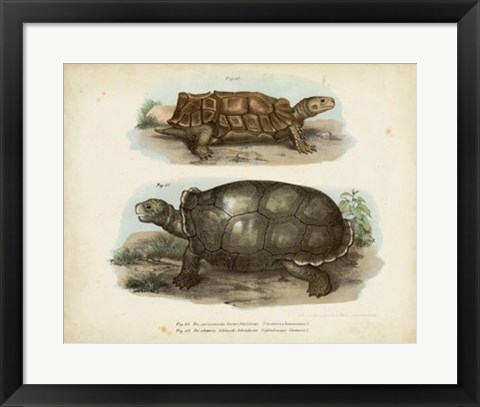 Framed Antique Turtle Pair I Print