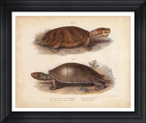 Framed Antique Turtle Pair II Print