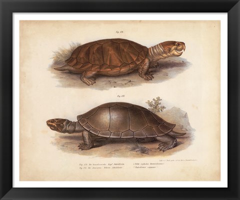 Framed Antique Turtle Pair II Print