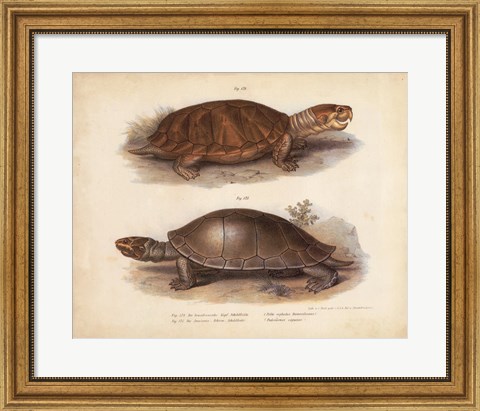 Framed Antique Turtle Pair II Print
