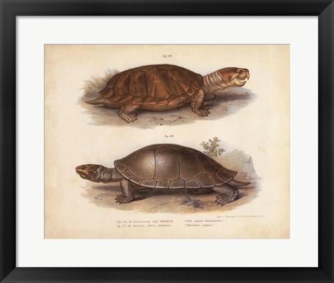 Framed Antique Turtle Pair II Print