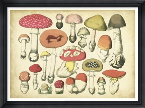 Framed Vintage Mushroom Chart Print