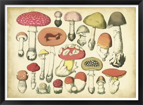 Framed Vintage Mushroom Chart Print