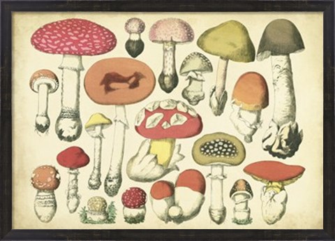 Framed Vintage Mushroom Chart Print