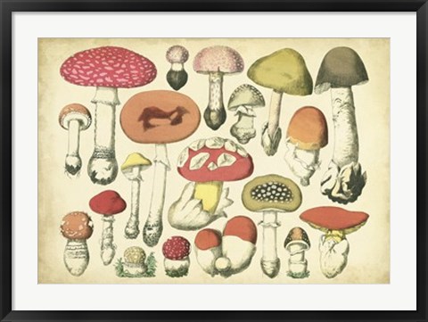 Framed Vintage Mushroom Chart Print