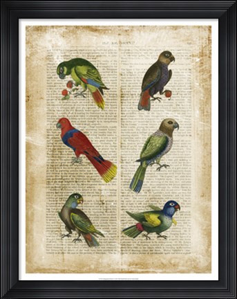Framed Antiquarian Parrots I Print