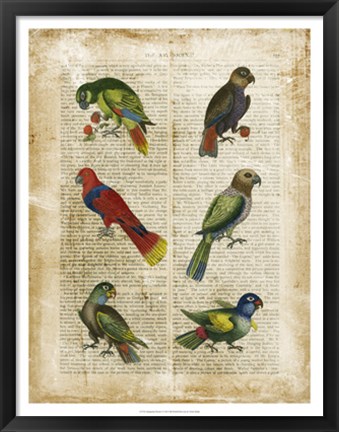 Framed Antiquarian Parrots I Print