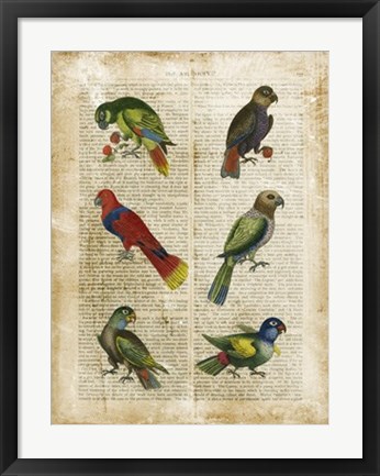 Framed Antiquarian Parrots I Print