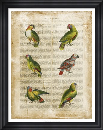Framed Antiquarian Parrots II Print