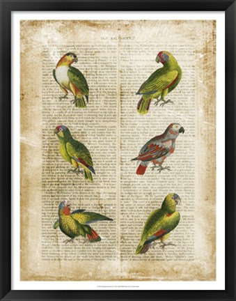 Framed Antiquarian Parrots II Print