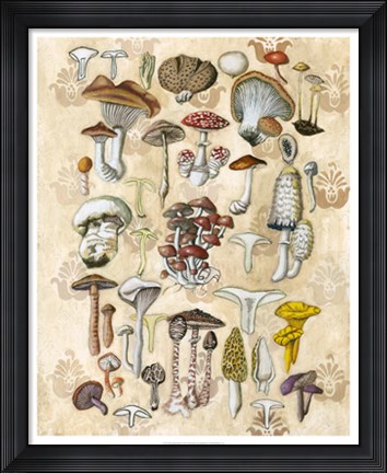 Framed Mycological Study Print