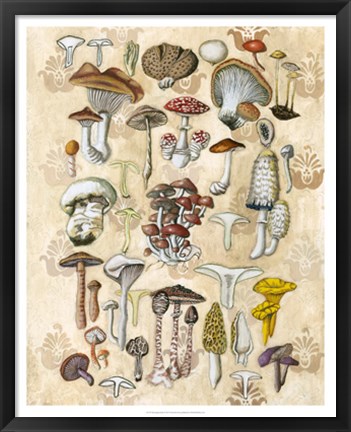 Framed Mycological Study Print